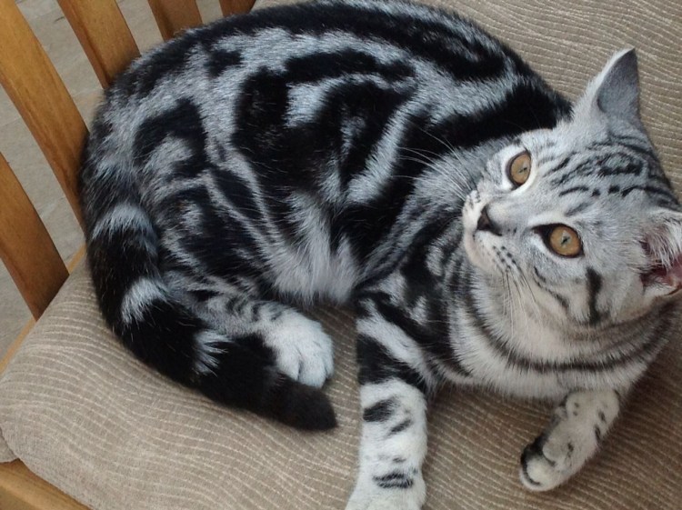 Шотландская вислоухая кошка полосатая серая