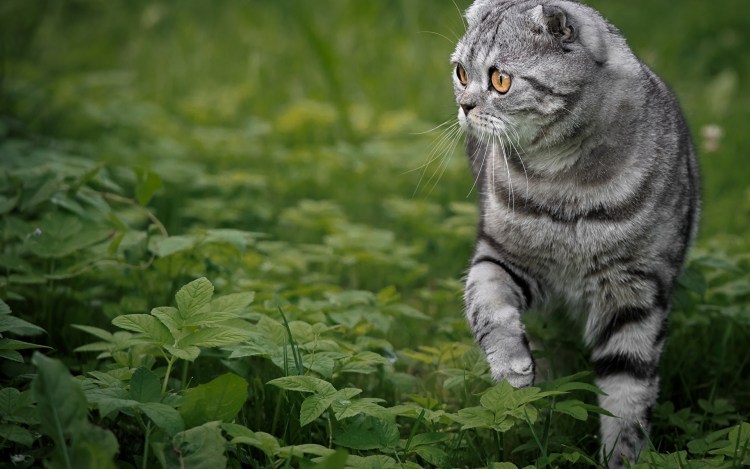 Скоттиш фолд Браун табби