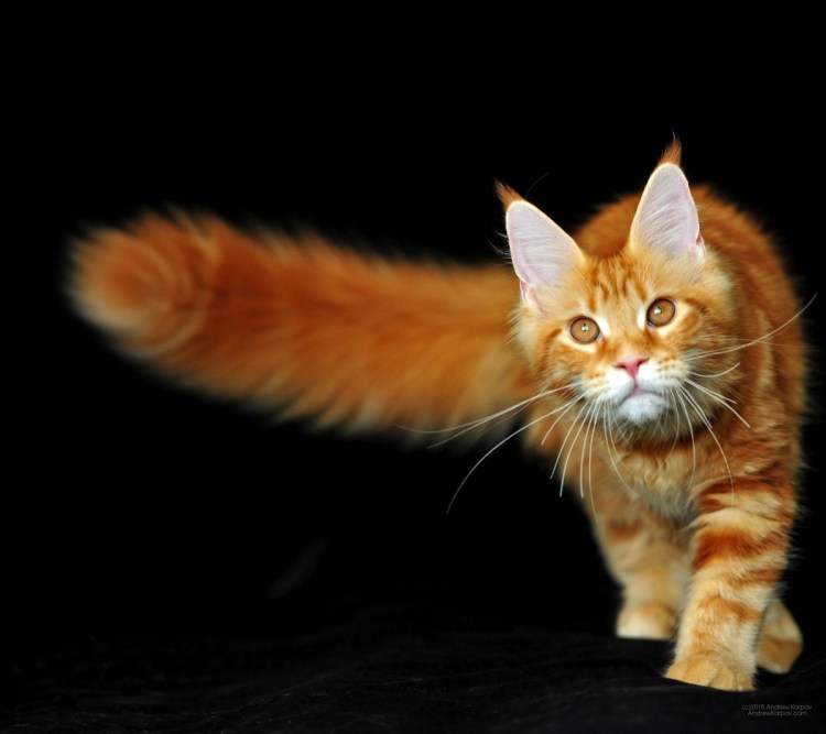 Мейн кун рыжий и черный