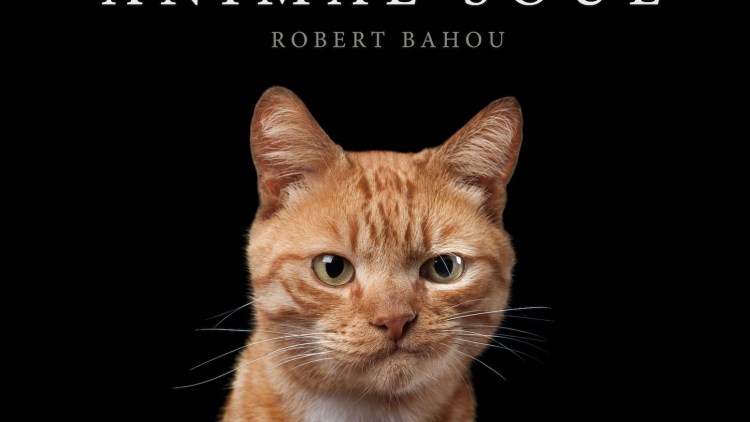 Рыжий кот с ухмылкой