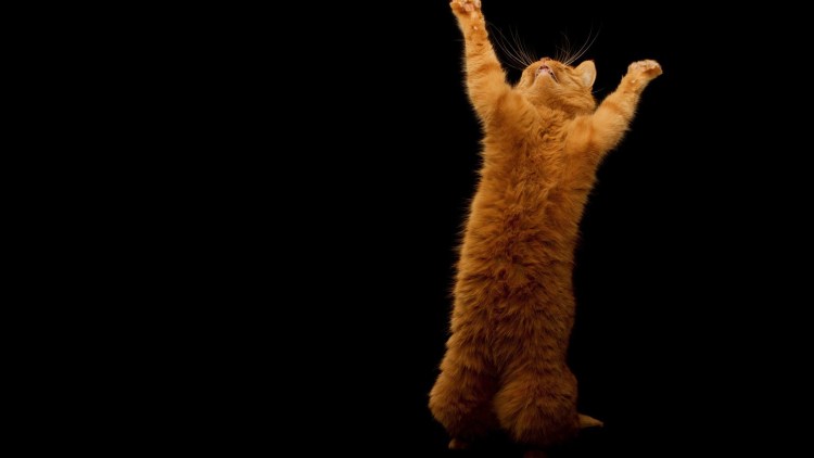 Радостный Танцующий кот