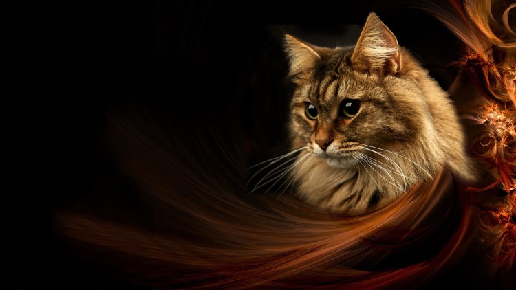 Обои кошки