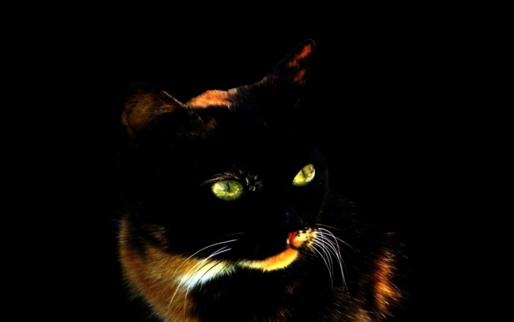 Чёрно рыжий кот Мейн-кун