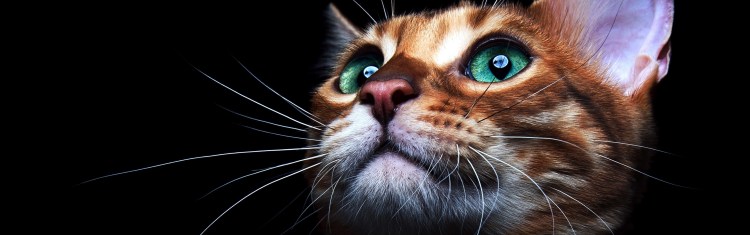 Кошка с бабочками