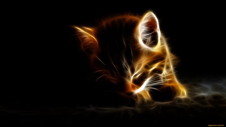 Рыжий Мейн кун спит