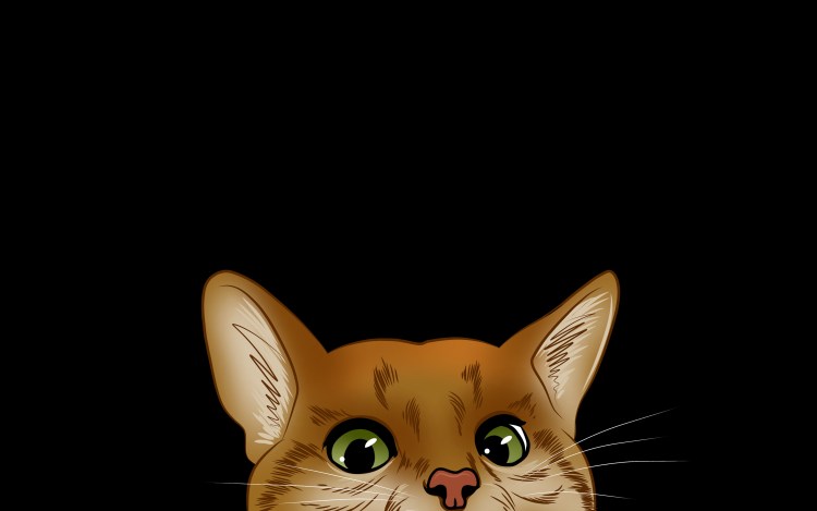 Рыжий котенок на черном фоне