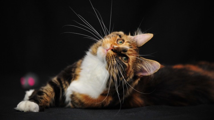 Кошка с огненными глазами