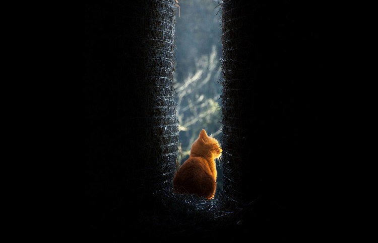 Морда кошки