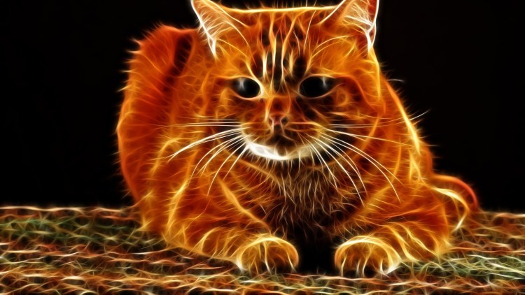 Рыжий котёнок