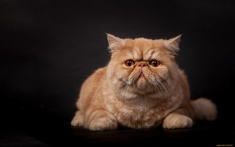 Огненный кот обои