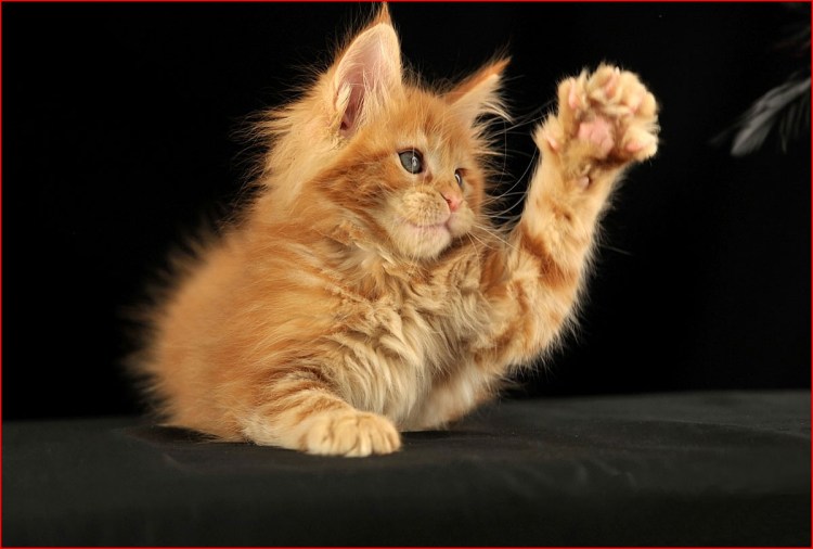 Котик на темном фоне