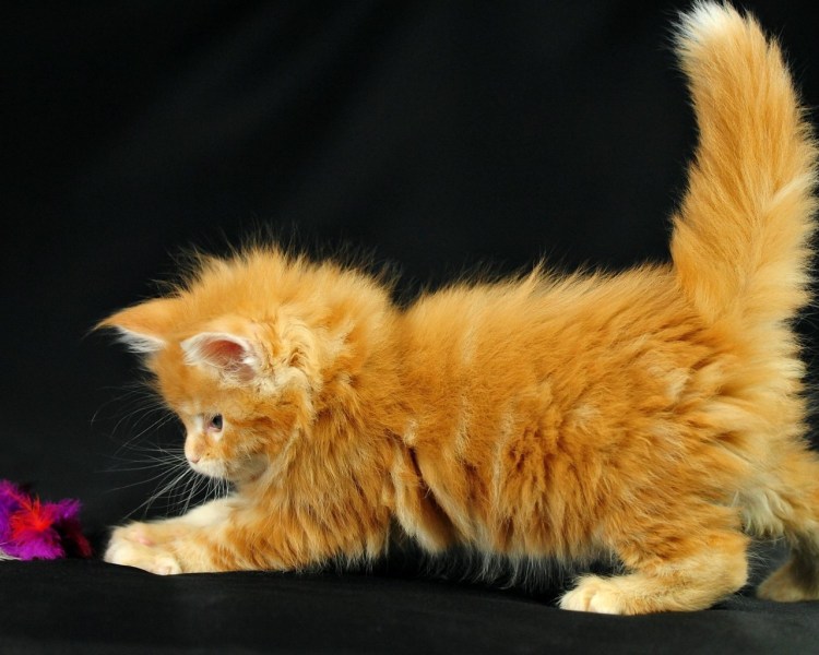 Неоновый кот