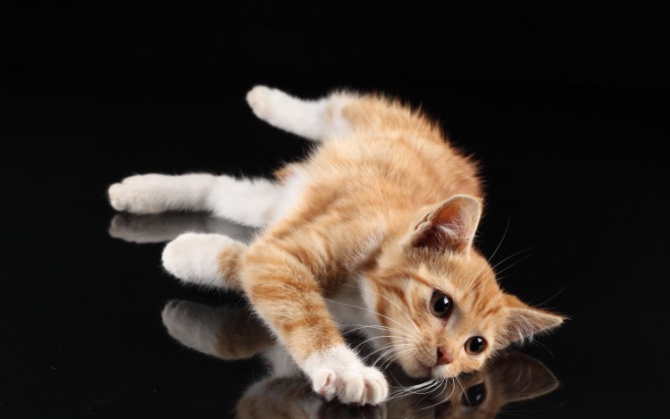 Рыжий котёнок