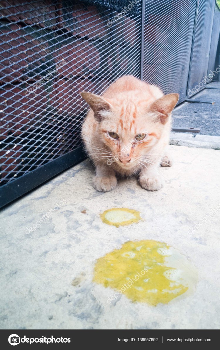 Кошка блюет жёлтой жидкостью что это,?