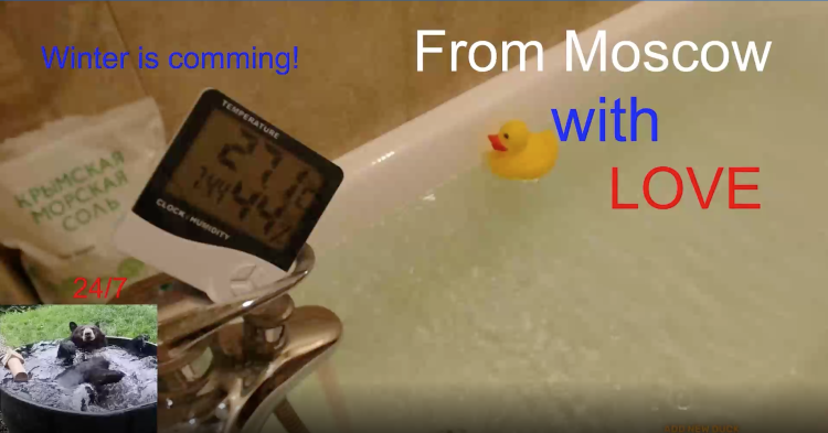 Параанальные железы у котенка