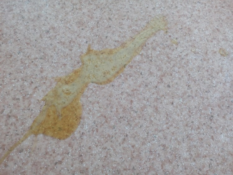 Рвота у кошки