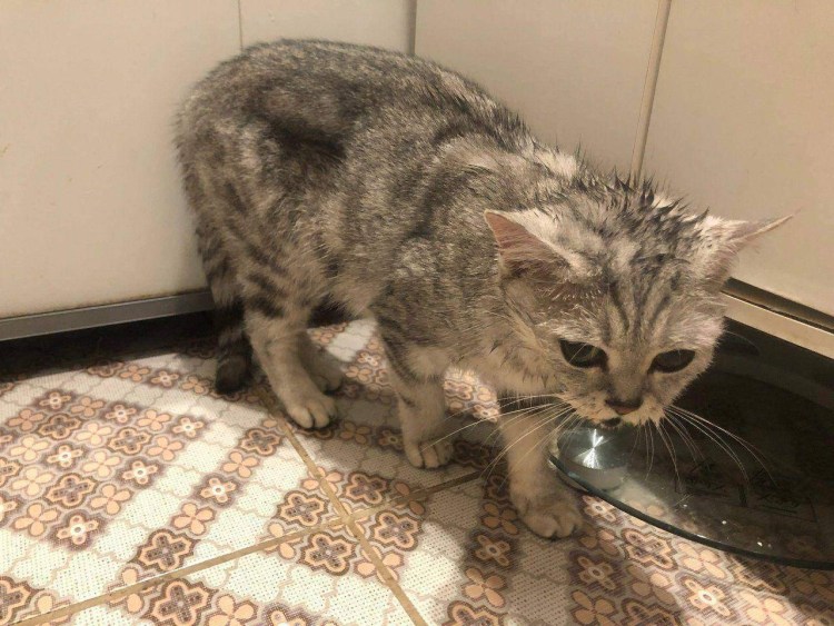 Кошка рыгает белой пеной