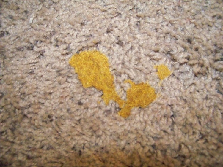 Котенок выблевал червя