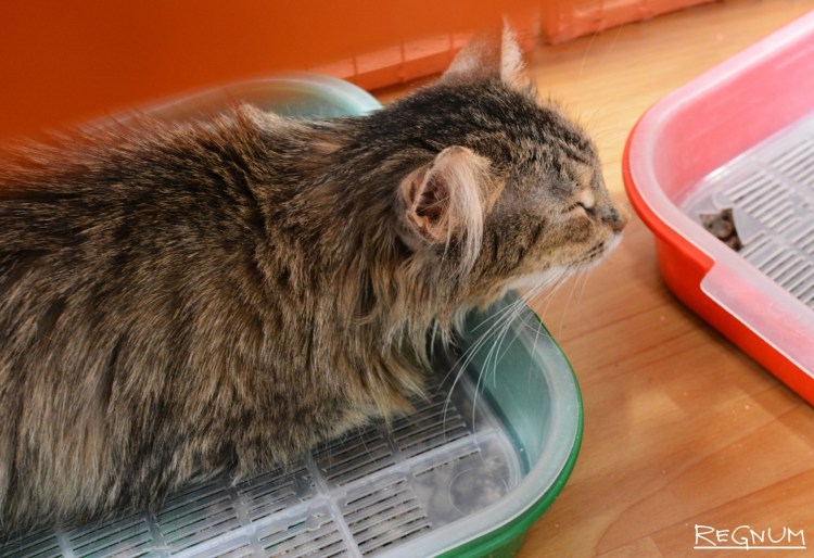 Кошка мяукает после рвоты