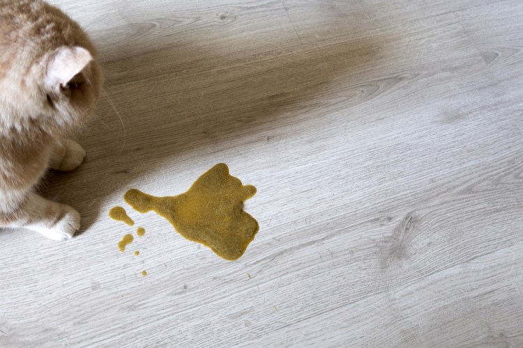 Кошку стошнило желтой жидкостью