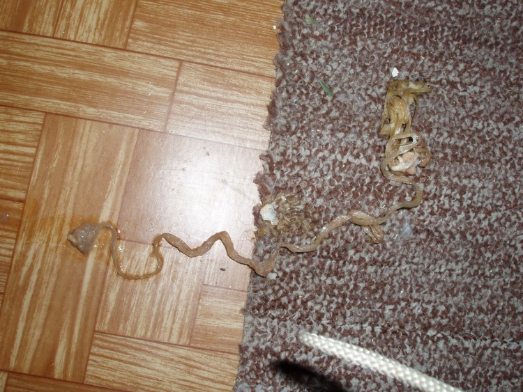 Кота тошнит