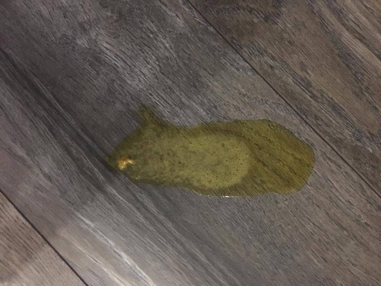 Слюнявый кот