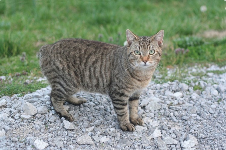 Бобтейл Мэнкс