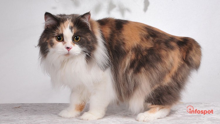 Кимрская порода Кимрик