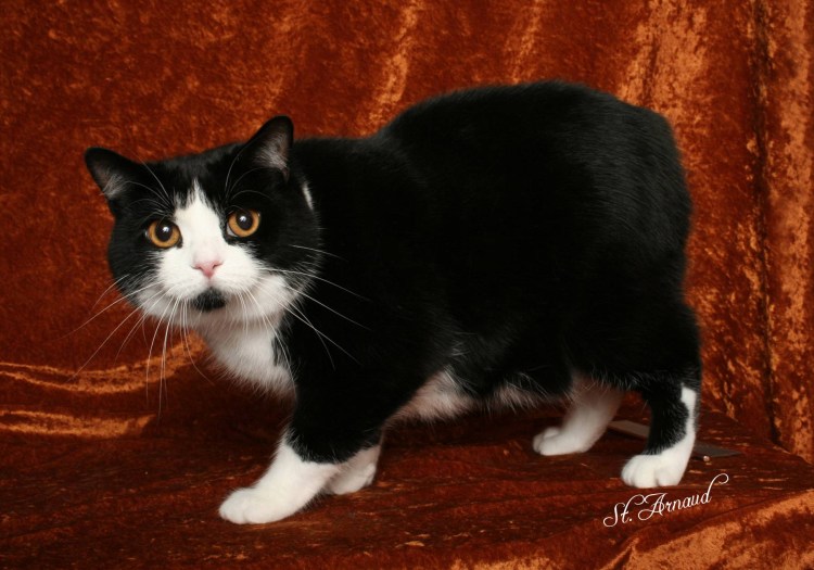 Мэнкс (Мэнская кошка)