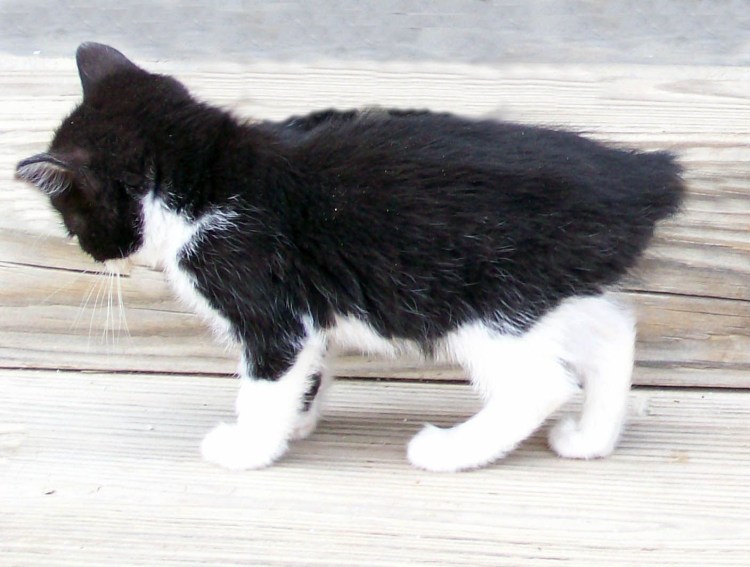 Мэнкс белый