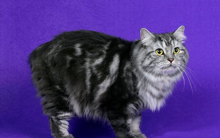 Ирландский Мэнкс