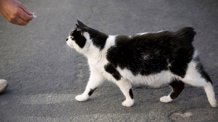 Мэнкс (Мэнская кошка)