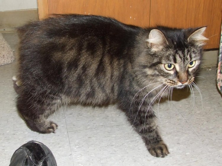 Бобтейл Кимрик