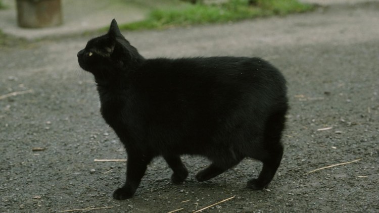 Мэнкс новорождённый