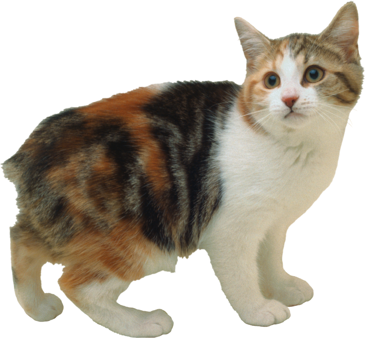 Бобтейл Кимрик