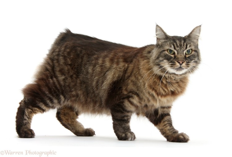 Порода кошек Кимрик