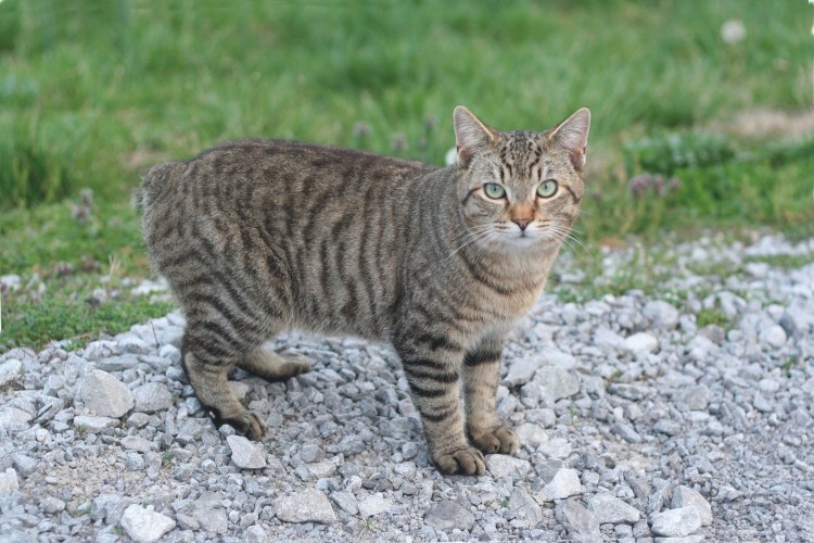 Мэнкс кошка