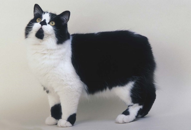 Кимрик кошка черная