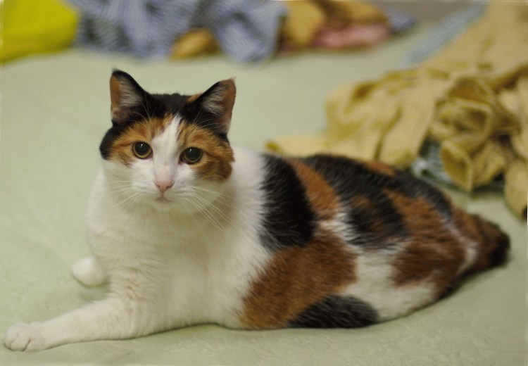 Мэнкс кошка