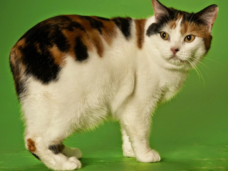 Мэнкс (Мэнская бесхвостая кошка)