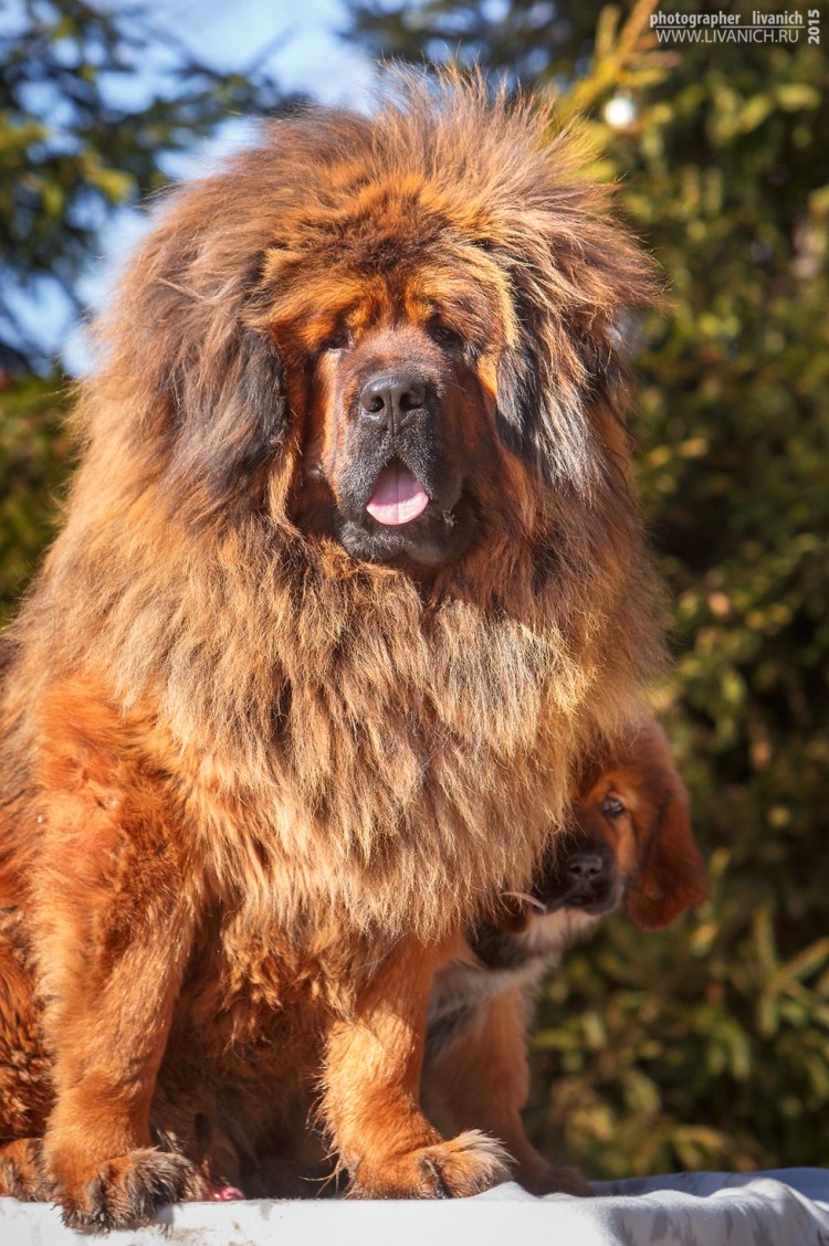 Мейн кун Валькирия