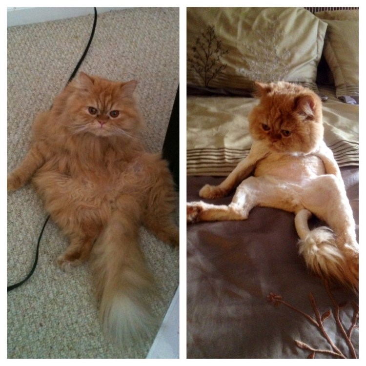 Мейн кун Валькирия