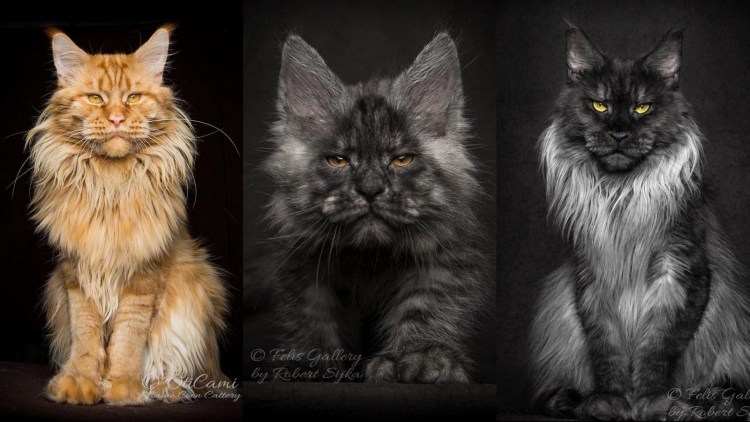 Яванез кошка