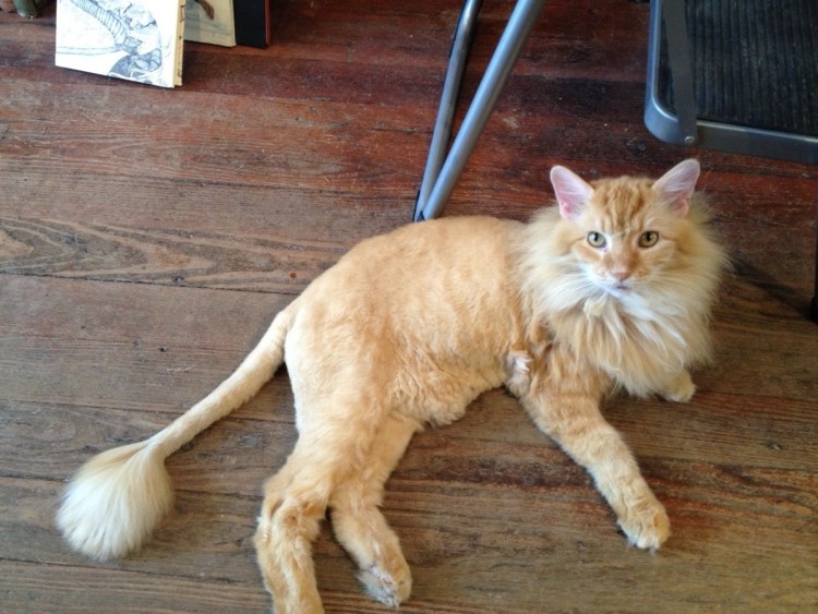 Порода кошек с кисточкой на хвосте