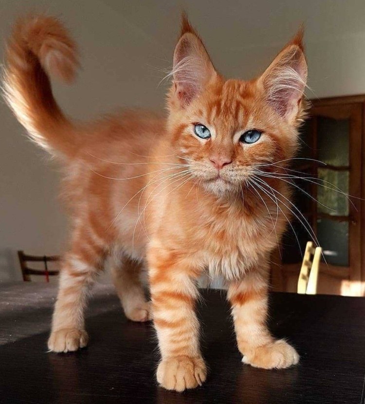 Собака похожая на Льва