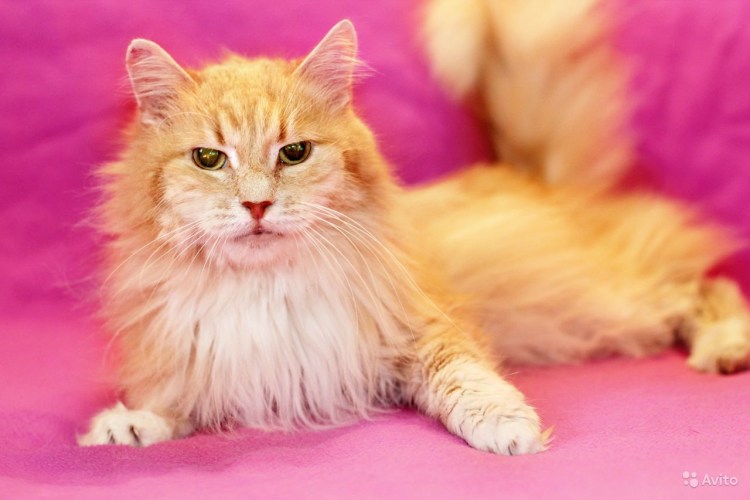 Рыжий кот Мускат