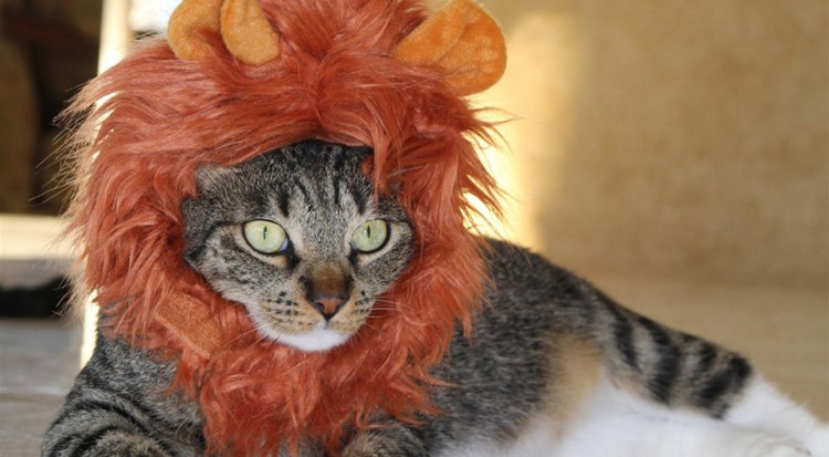 Коты с гривой Льва