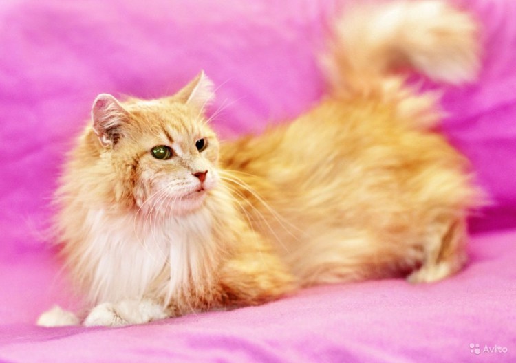 Коты похожие на Львов