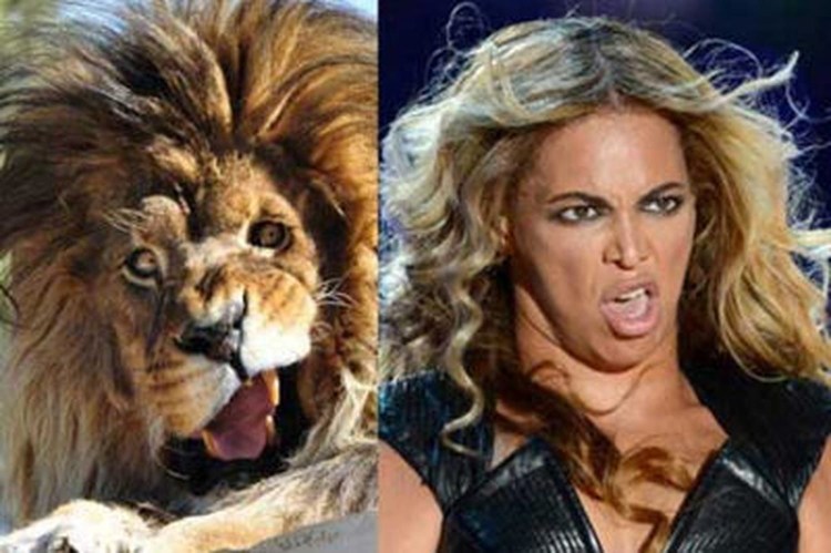 Редкие породы кошек каракал