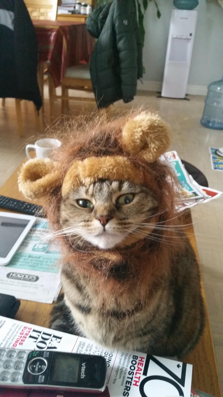 Коты похожие на Львов